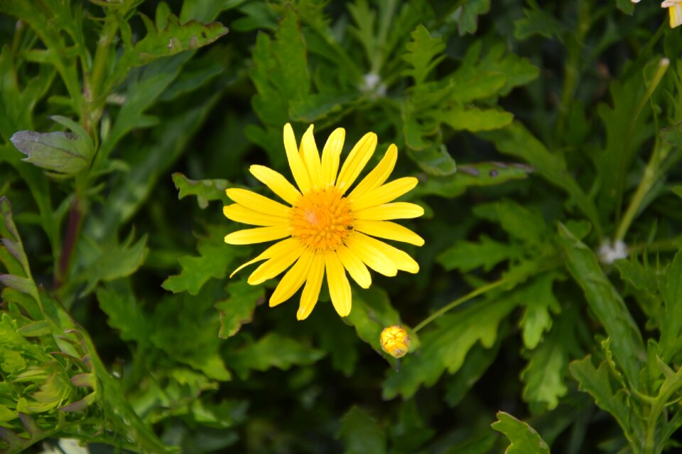 Yellow was yellow flower summer