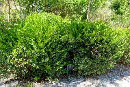 Heterosavia bahamensis (Savia bahamensis) - Naples Botanical Garden - Naples, Florida - DSC00052