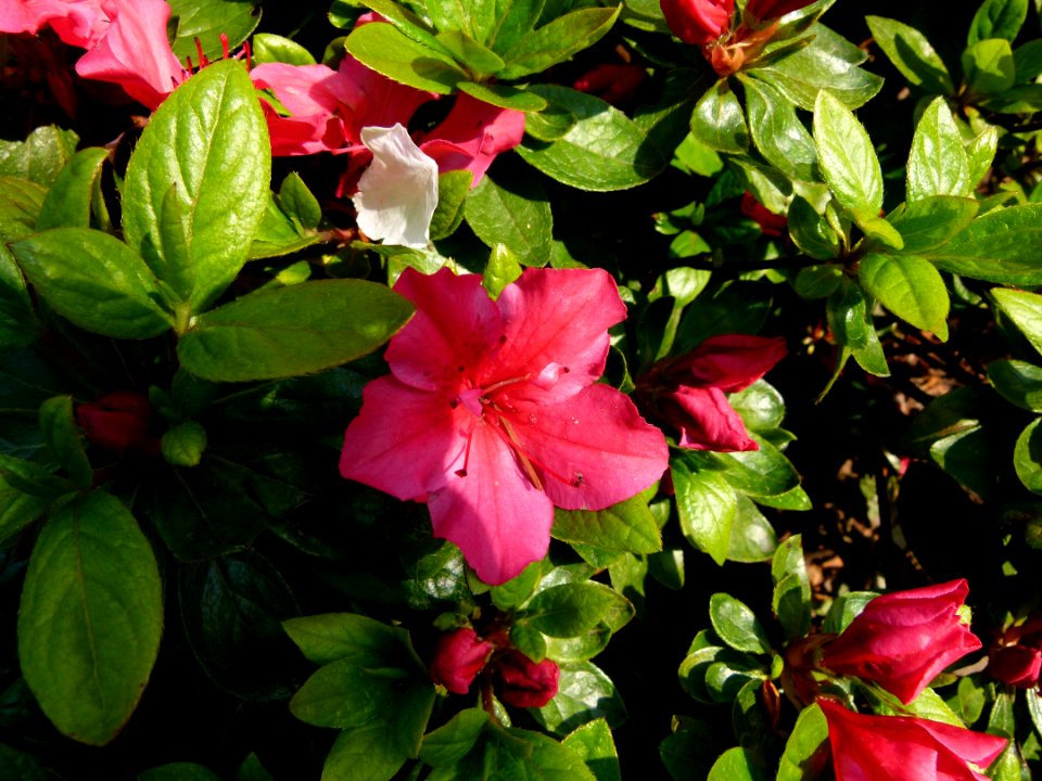Hibiscus dans le jardin Albert Kahn