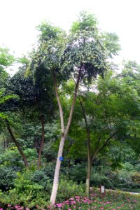Heteropanax fragrans - Chengdu Botanical Garden - Chengdu, China - DSC03586