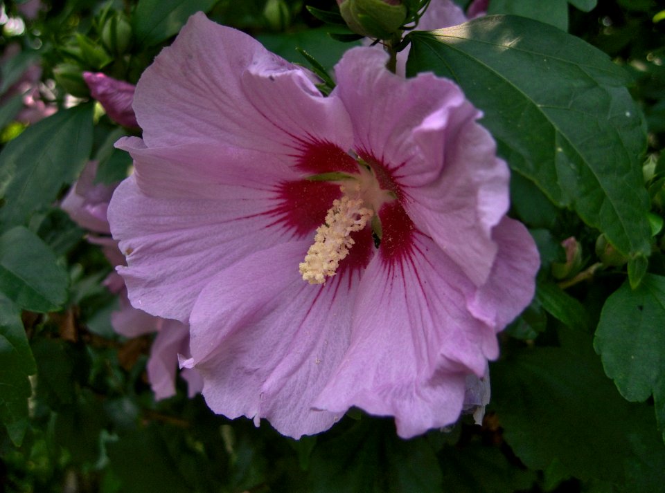 Hibiscus syriacus, 2015-07-04, Beechview, 01