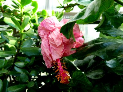 Hibiscus rosa-sinensis var. cooperi 2 photo