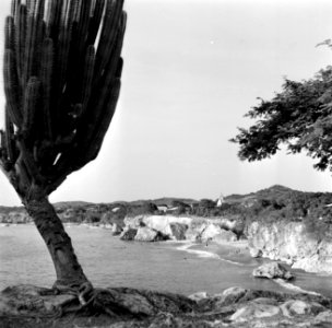 Het strand bij Westpunt op Curaçao 1955, Bestanddeelnr 252-3489