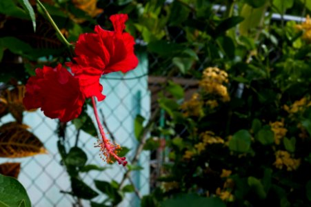 Hibiscus red 2