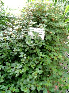 Heterotis rotundifolia - Botanical Garden in Kaisaniemi, Helsinki - DSC03664