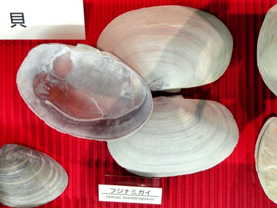 Hiatula boeddinghausi - Osaka Museum of Natural History - DSC07774