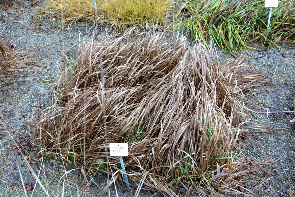 Hierochloe repens (Hierochloe stepporum) - Botanischer Garten, Dresden, Germany - DSC08747