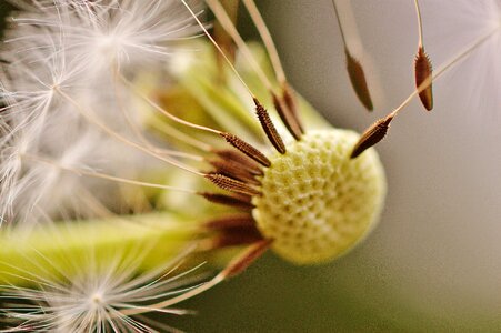 Flower close up pointed flower