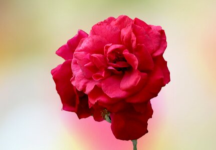 Bloom red rose flower garden