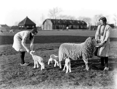 Het voederen van lammeren en een schaap, Bestanddeelnr 189-0288