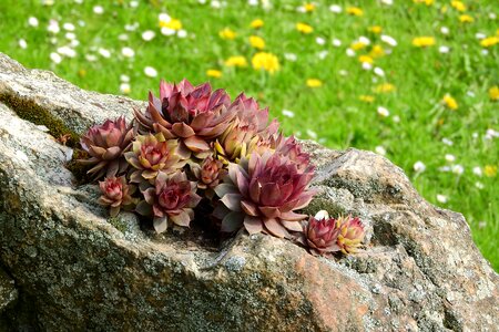 Red alpine rock plants