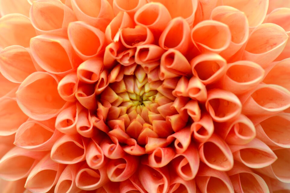 Nature dahlia orange