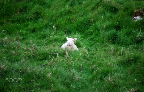 Hide Sheep (210550213)