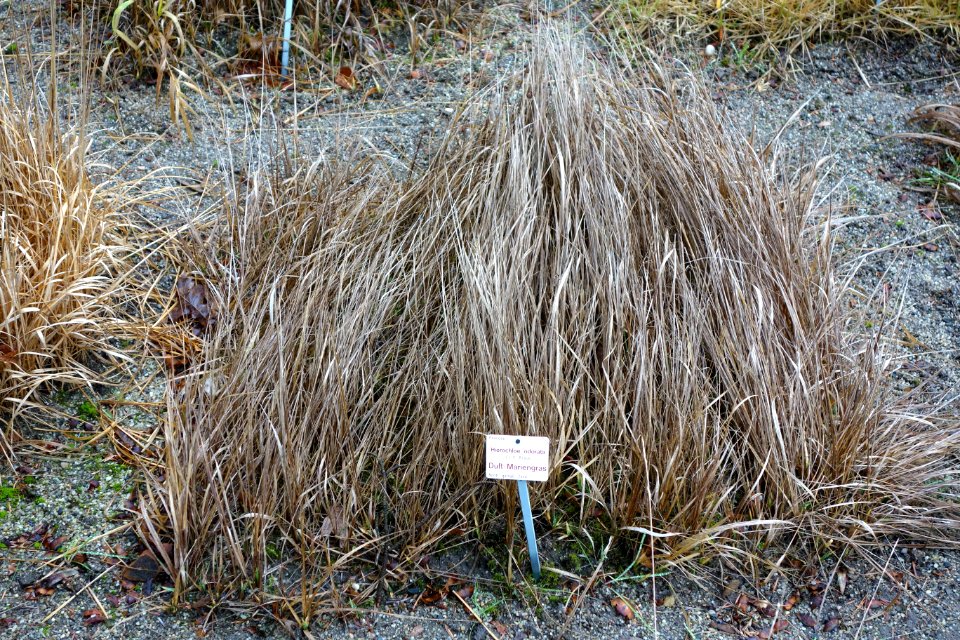 Hierochloe odorata - Botanischer Garten, Dresden, Germany - DSC08746