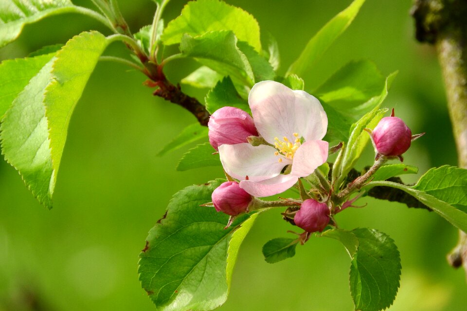 Flowering tree pink flower flower fruit tree