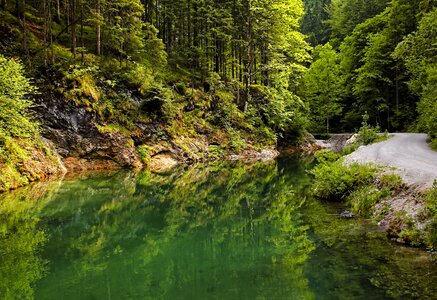 Forest water nature