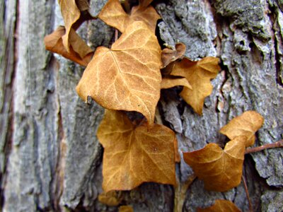 Nature tree yellow