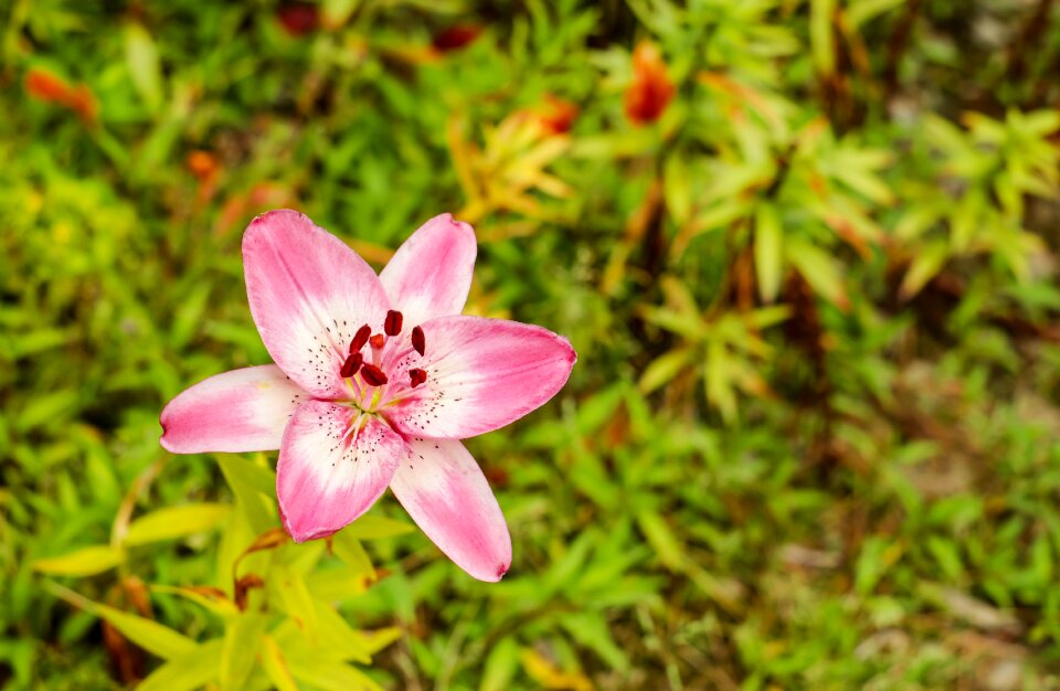 Bloom bloom summer