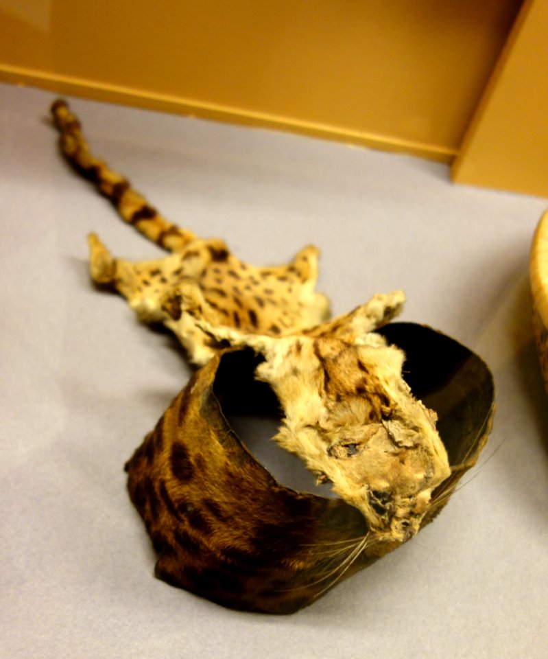 Hat worn by nkumi-manyi, leopard skin - Tetela - Royal Museum for Central Africa - DSC05997