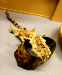 Hat worn by nkumi-manyi, leopard skin - Tetela - Royal Museum for Central Africa - DSC05997