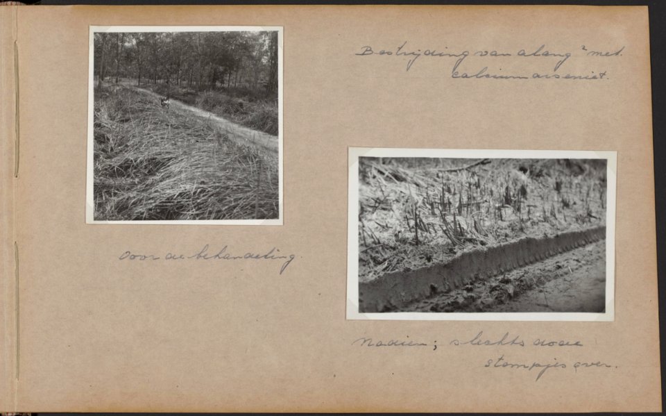Het verwijderen van gras met calciumarseniet op de rubberonderneming Bandar Negr, Bestanddeelnr 826 21