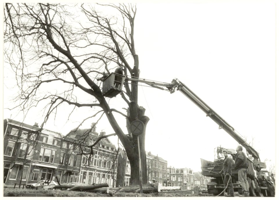 Het verwijderen van een 130 jaar oude, zieke Linde aan de Kampervest. NL-HlmNHA 54032233