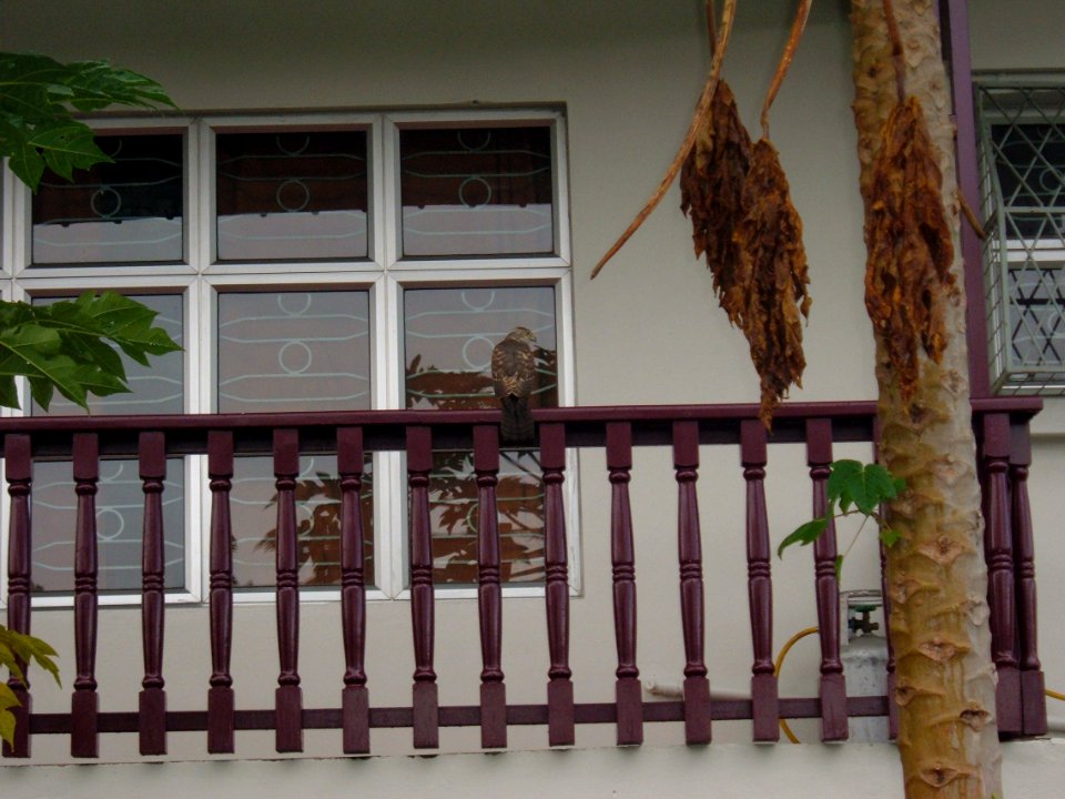 Hawk on Porch in Fiji