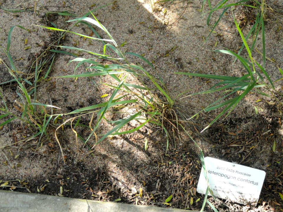 Heteropogon contortus - Botanical Garden in Kaisaniemi, Helsinki - DSC03682