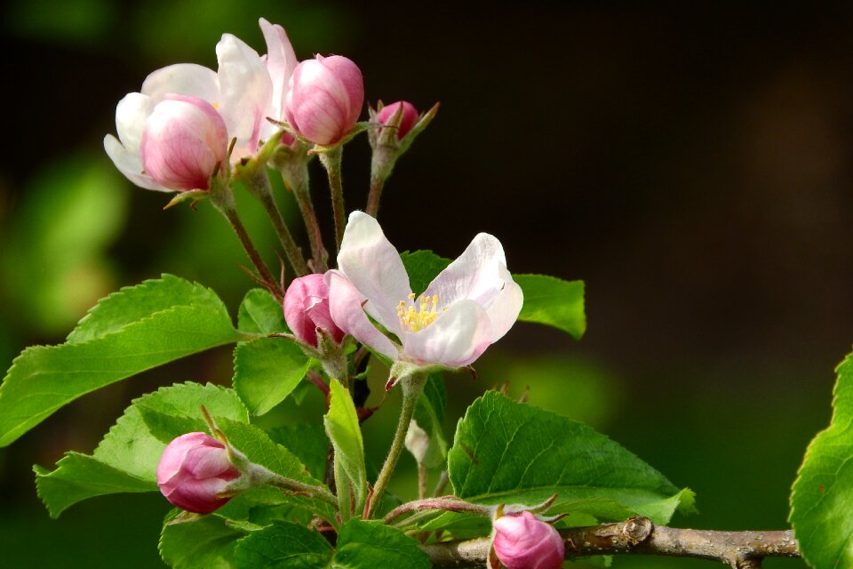 Flowering tree pink flower flower fruit tree