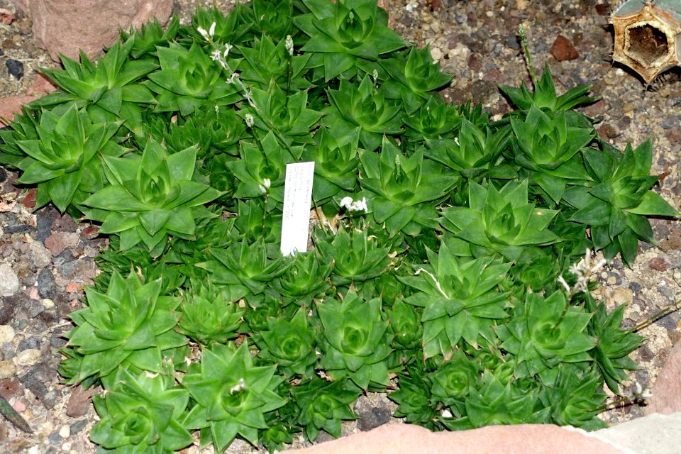 Haworthia cymbiformis - Botanischer Garten - Heidelberg, Germany - DSC01355