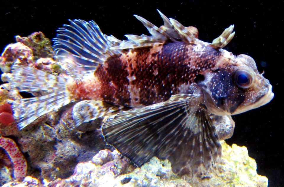 Hawaiian Lionfish (Dendrochirus barberi) at the Waikiki Aquarium