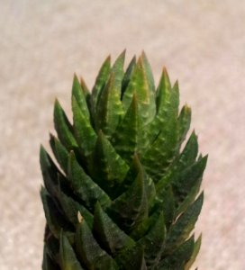 Haworthia glauca var herrei - detail