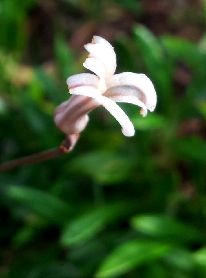 Haworthia glabrata - detail of individual flower