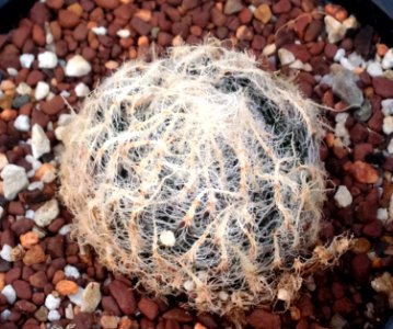 Haworthia arachnoidea var setata 5