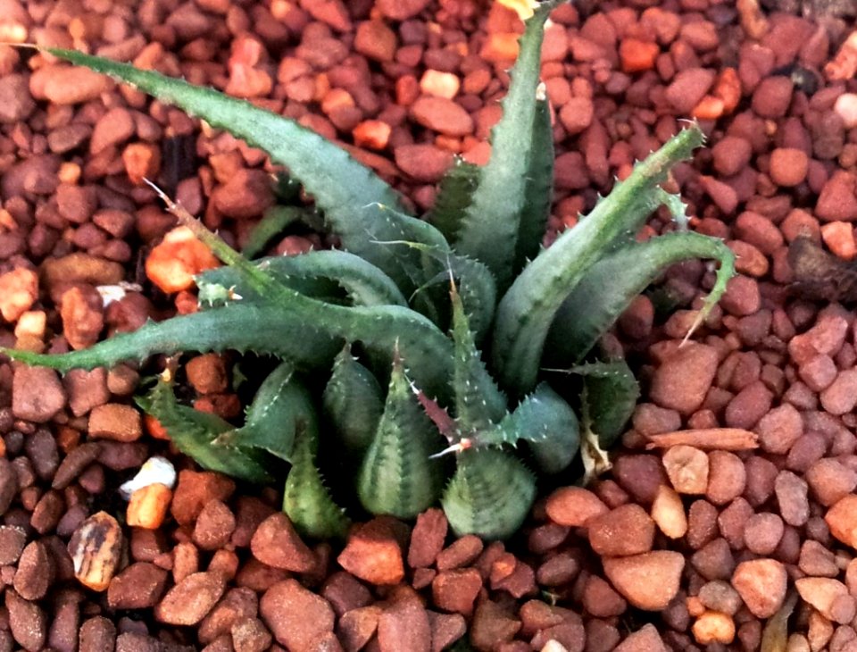 Haworthia chlorocantha var subglauca 5