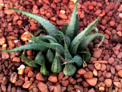 Haworthia chlorocantha var subglauca 5