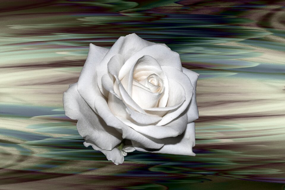 Flower flowers creative