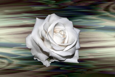 Flower flowers creative