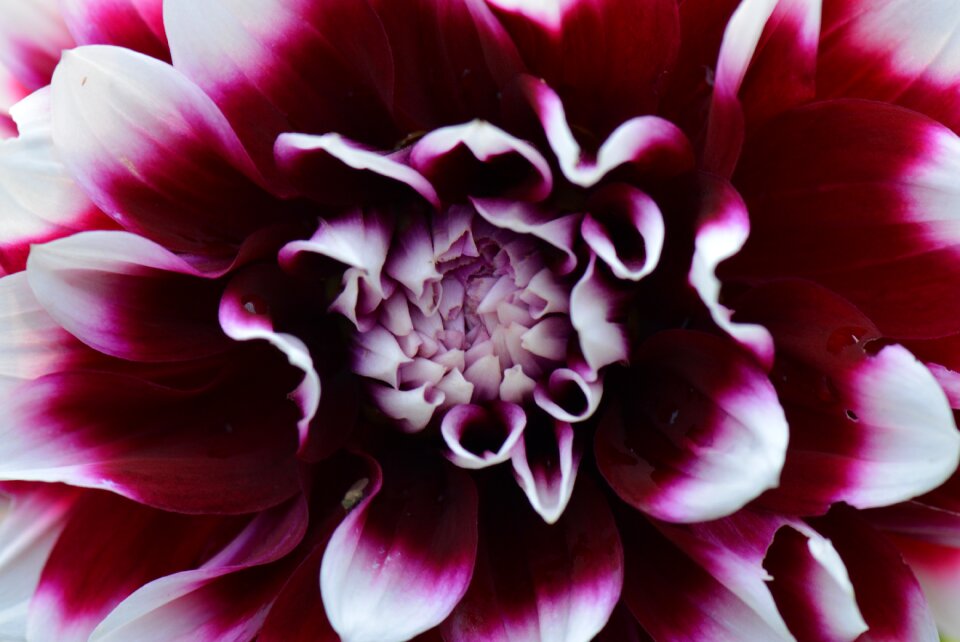 Nature dahlia coloured