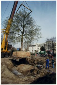 Het verplaatsen van een kastanjeboom in het Frederikspark naar de hoek van de Kleine Houtweg en de Rustenburgerlaan. NL-HlmNHA 54037291