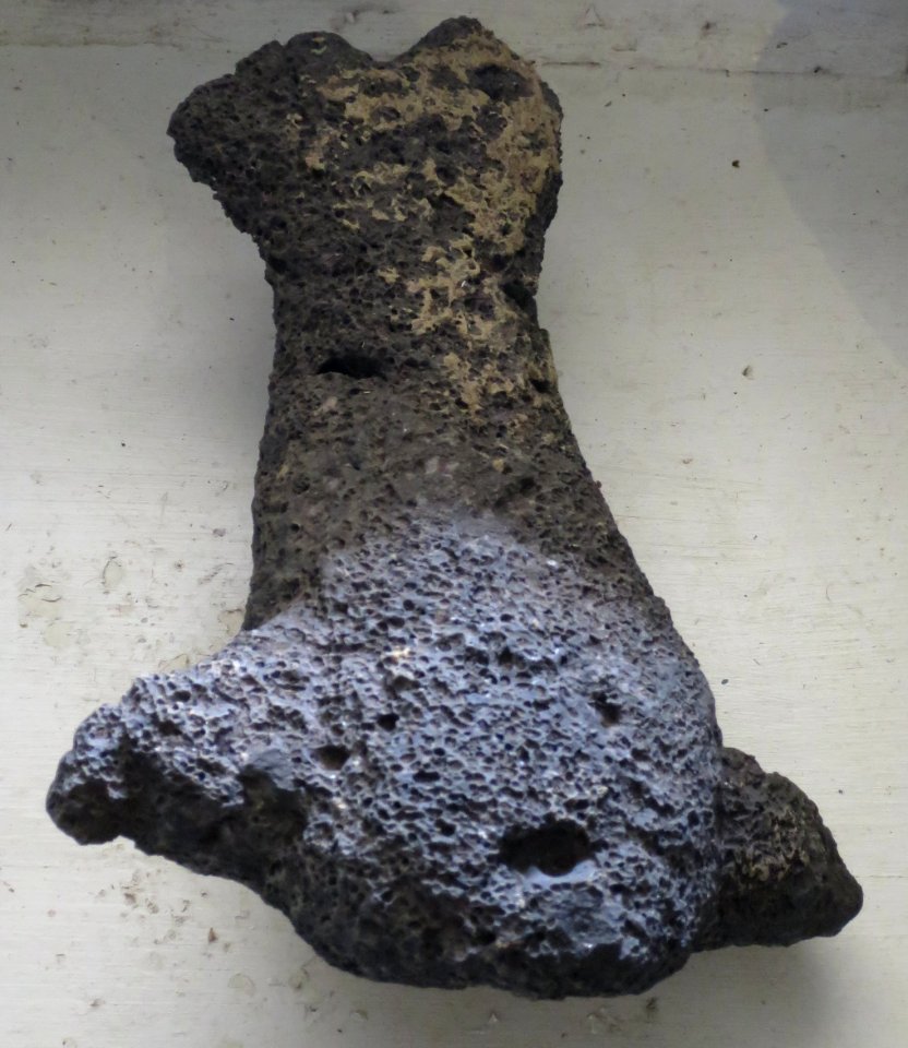Hawaiian shark god (Ki'i Ku'ula), Bailey House Museum