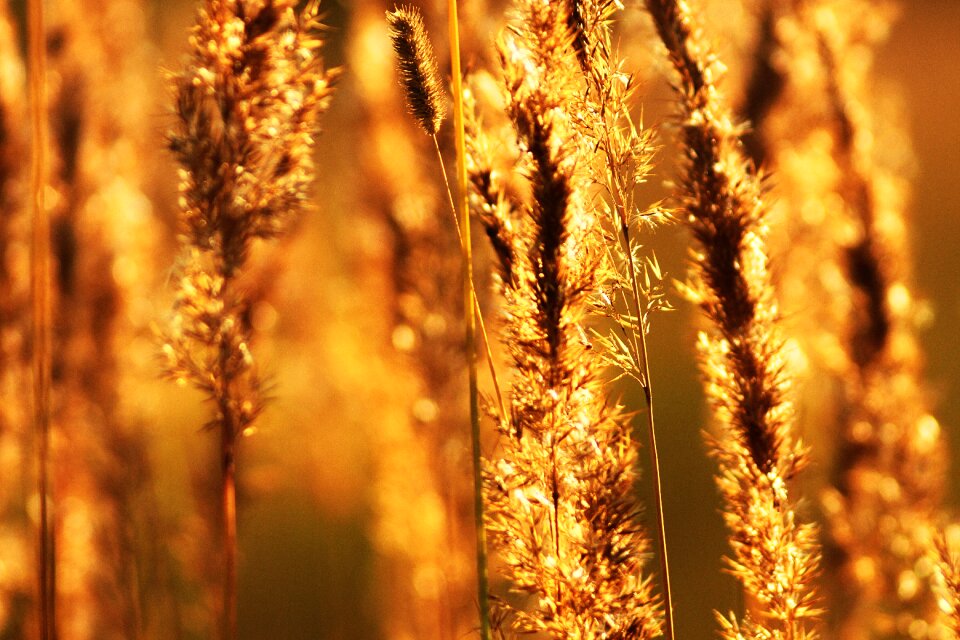 Yellow outdoors sun