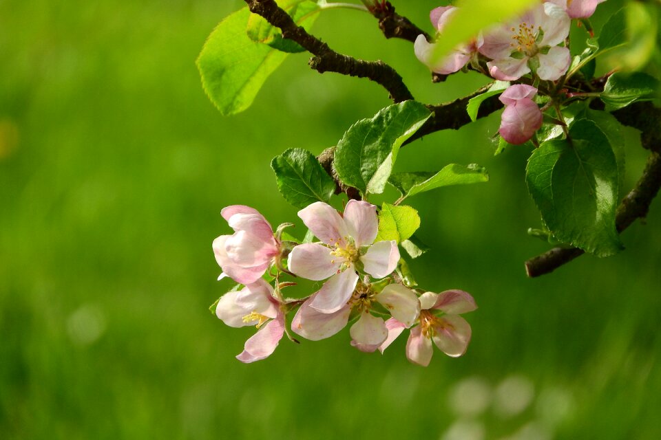 Flowering tree pink flower flower fruit tree