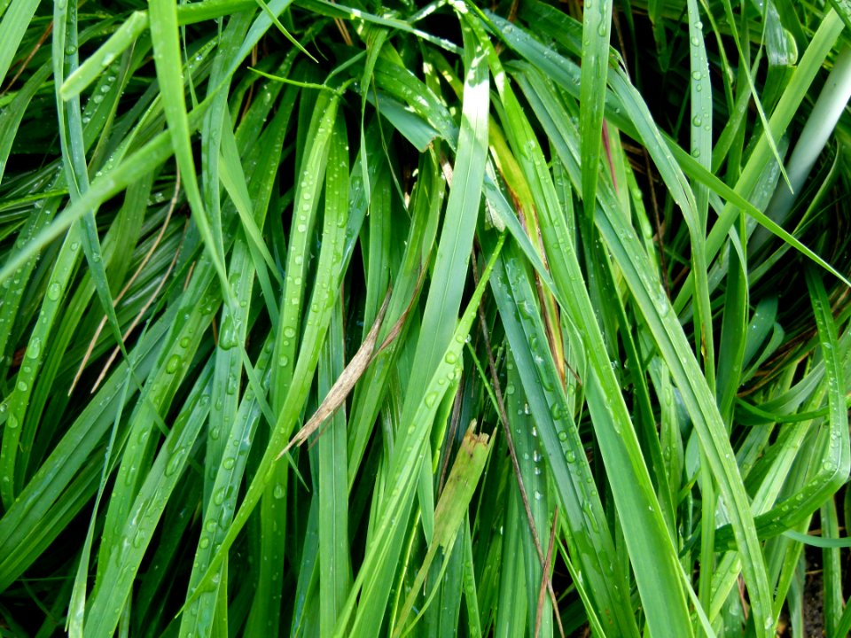 Hierochloe odorata Parc floral