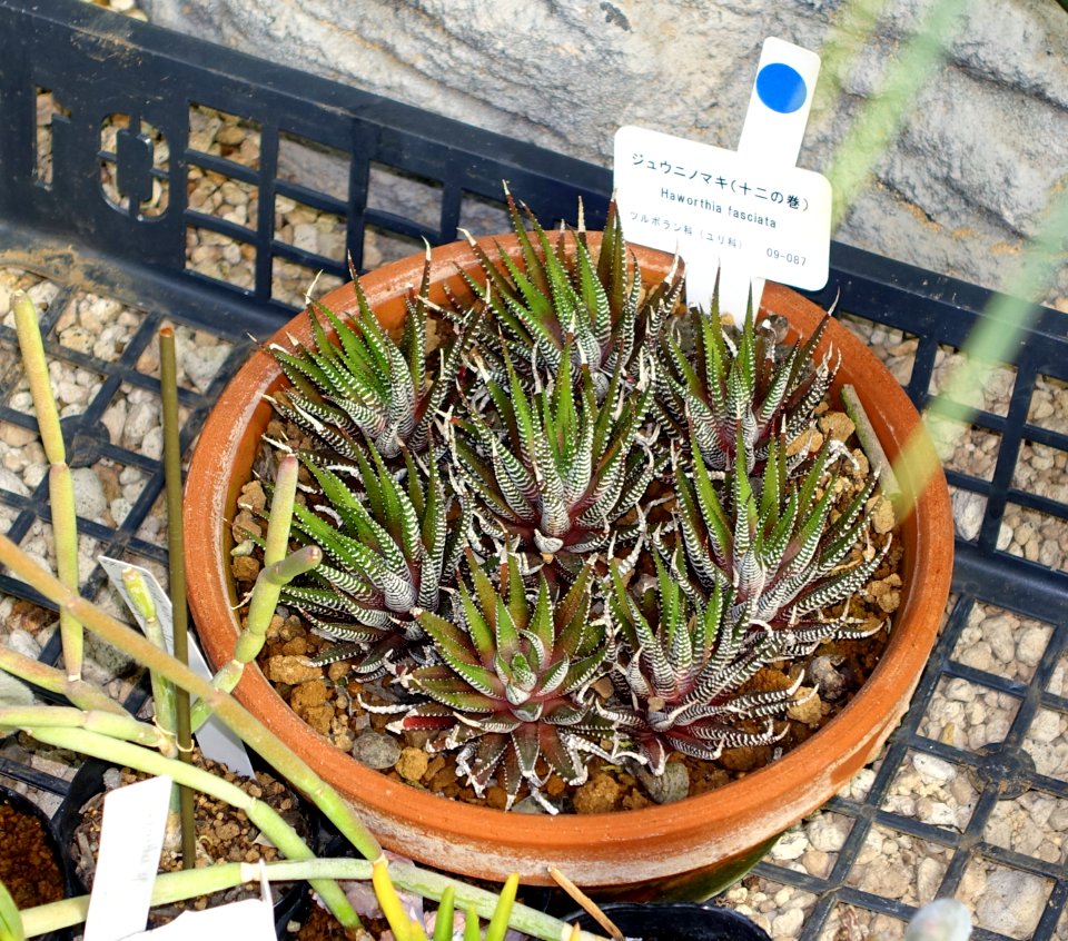 Haworthia fasciata - Shinjuku Gyo-en Greenhouse - Tokyo, Japan - DSC05924