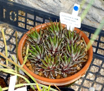 Haworthia fasciata - Shinjuku Gyo-en Greenhouse - Tokyo, Japan - DSC05924