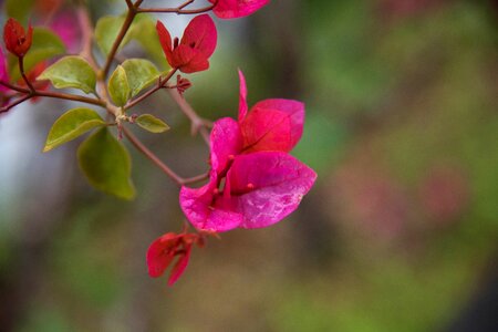 Flower bougainvillea spring photo