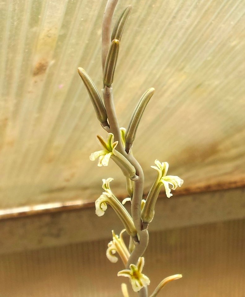 Haworthia bruynsii - detail of inflorescence