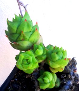 Haworthia cymbiformis var ramosa 2