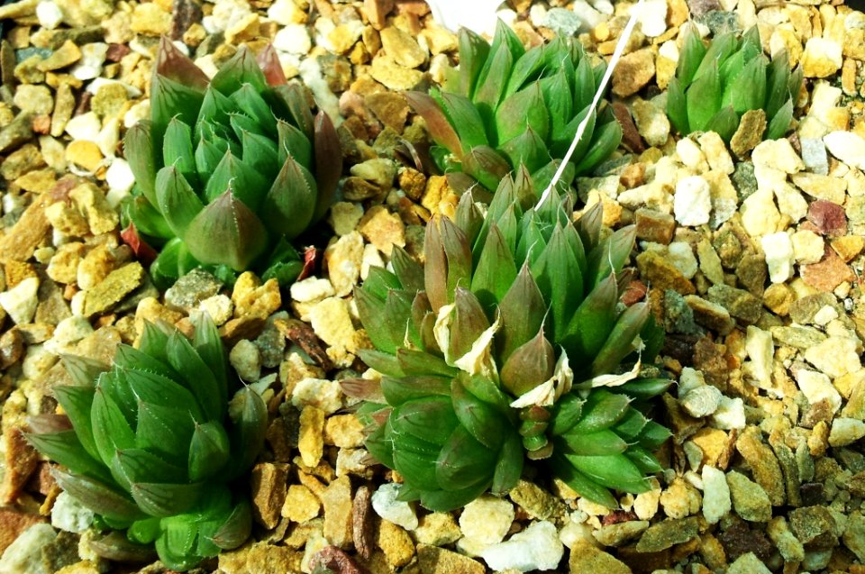 Haworthia cooperi var leightonii - SBG 8